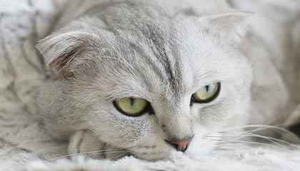 开云-足球文化推广列入中小学文体项目计划，小学校园足球文化建设方案