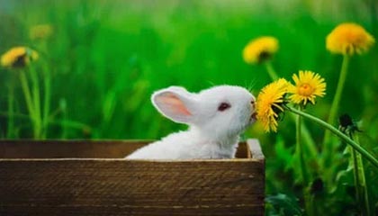 开云-足球文化推广列入中小学文体项目计划，小学校园足球文化建设方案