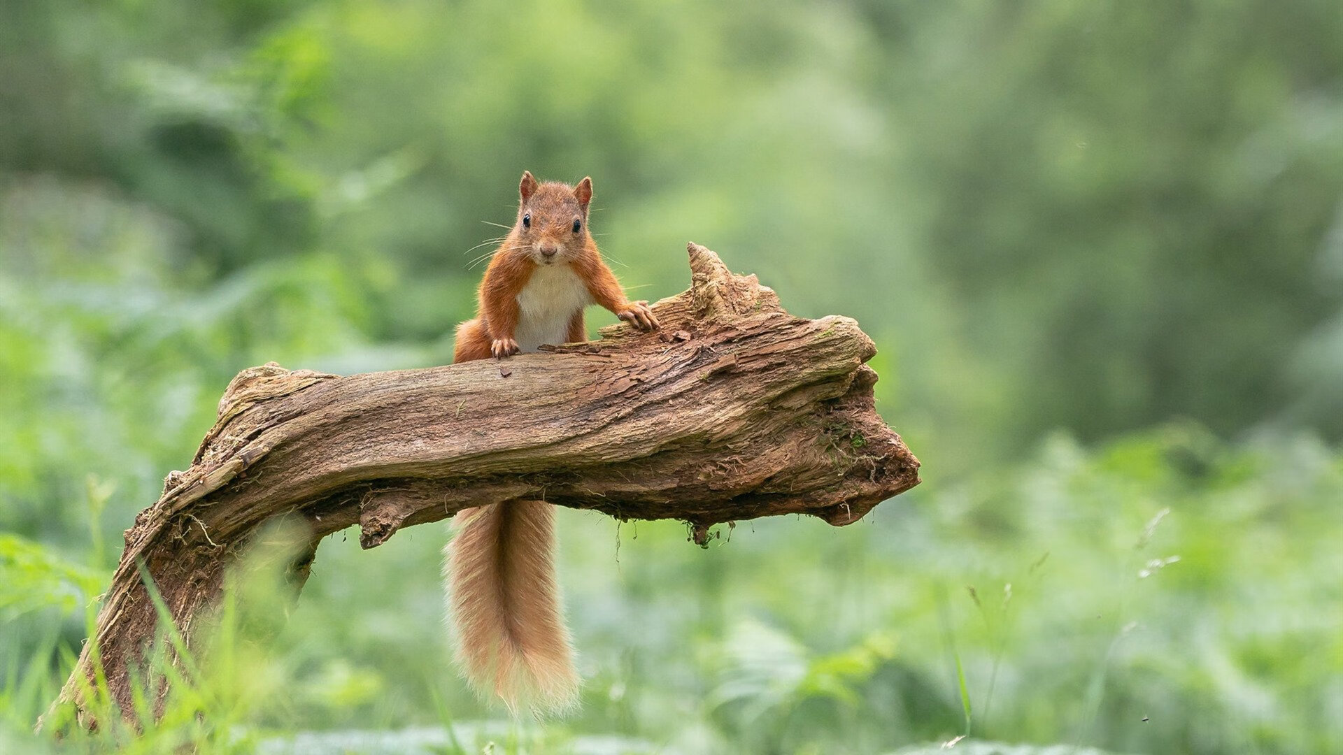 掩护后节奏调整是否决定得分效率,掩护配合的主要步骤是由挡和拆两个动作组成